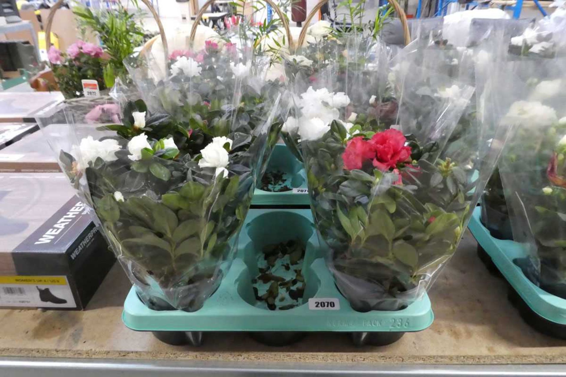 Tray containing 4 potted azaleas