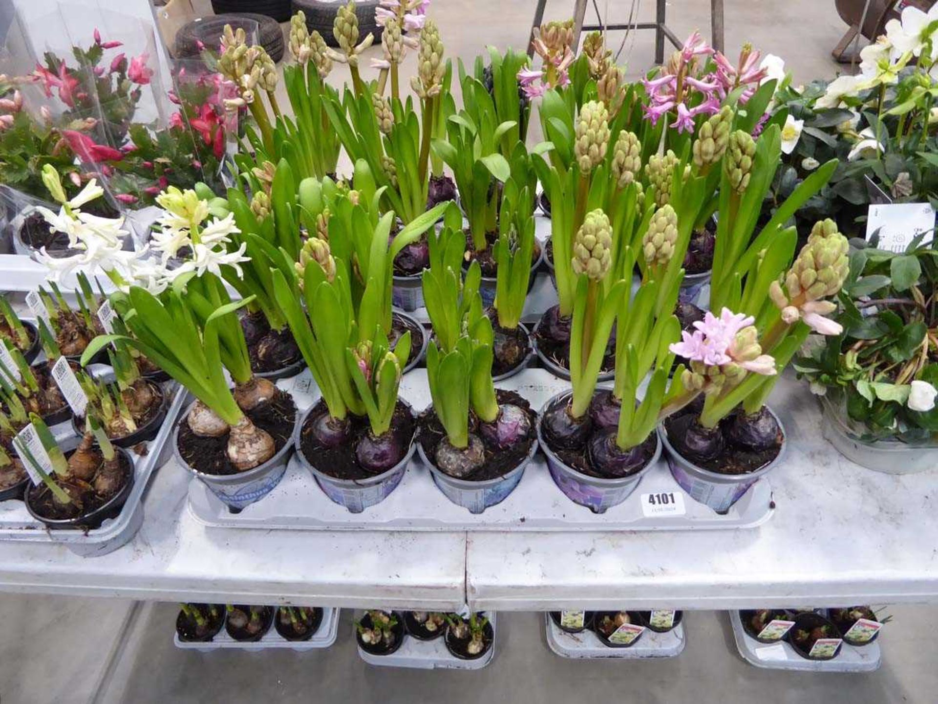 Tray of hyacinth bulbs