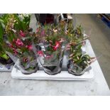 Tray of Christmas cactus