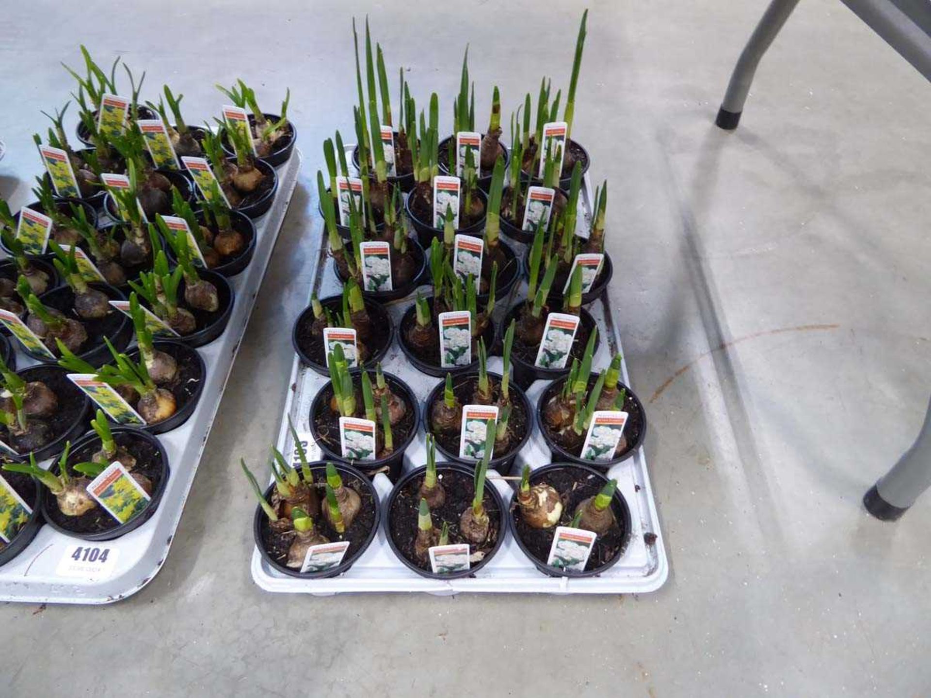 Tray of narcissus bulbs