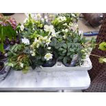 Tray of hellebore plants