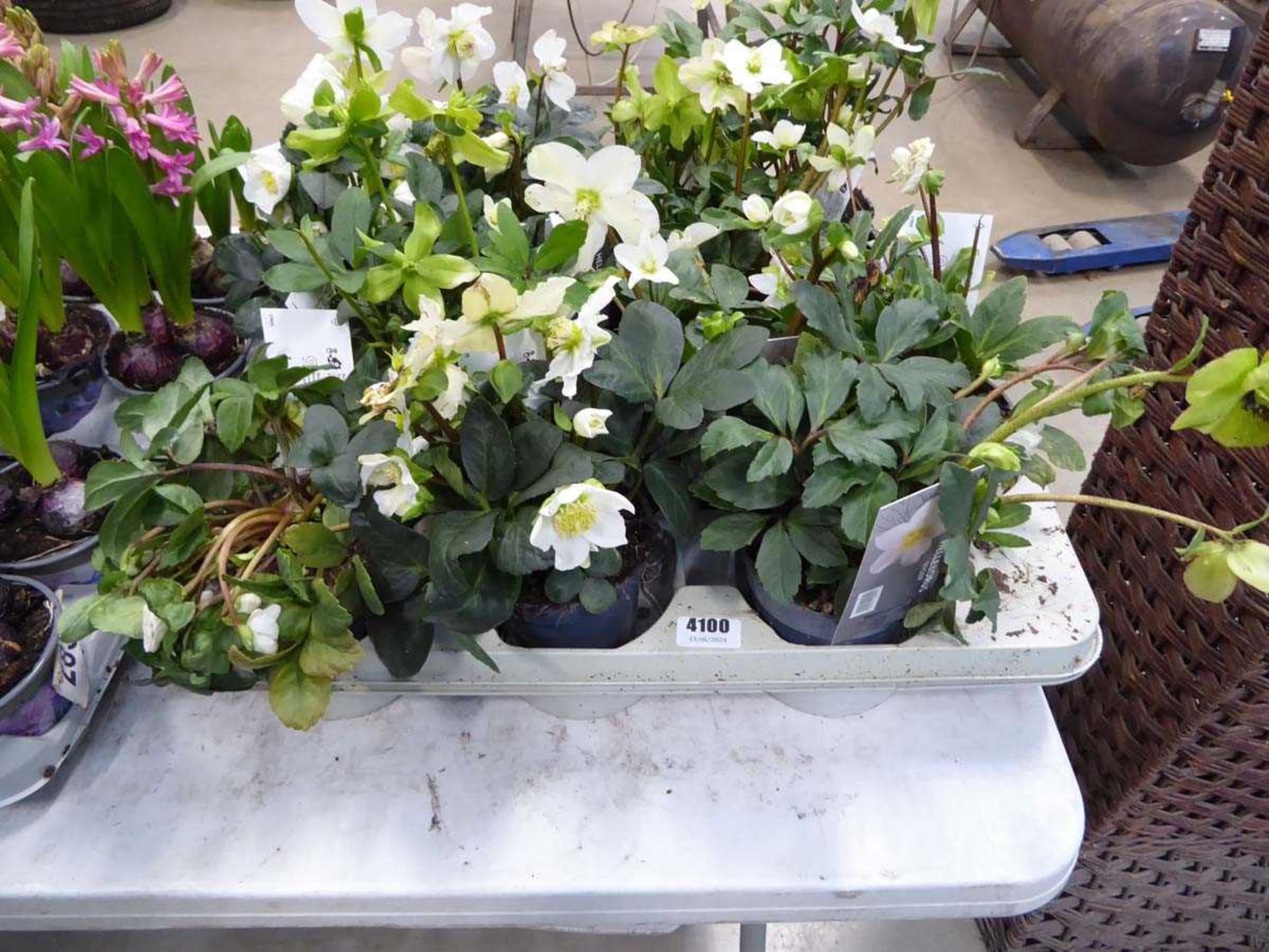 Tray of hellebore plants