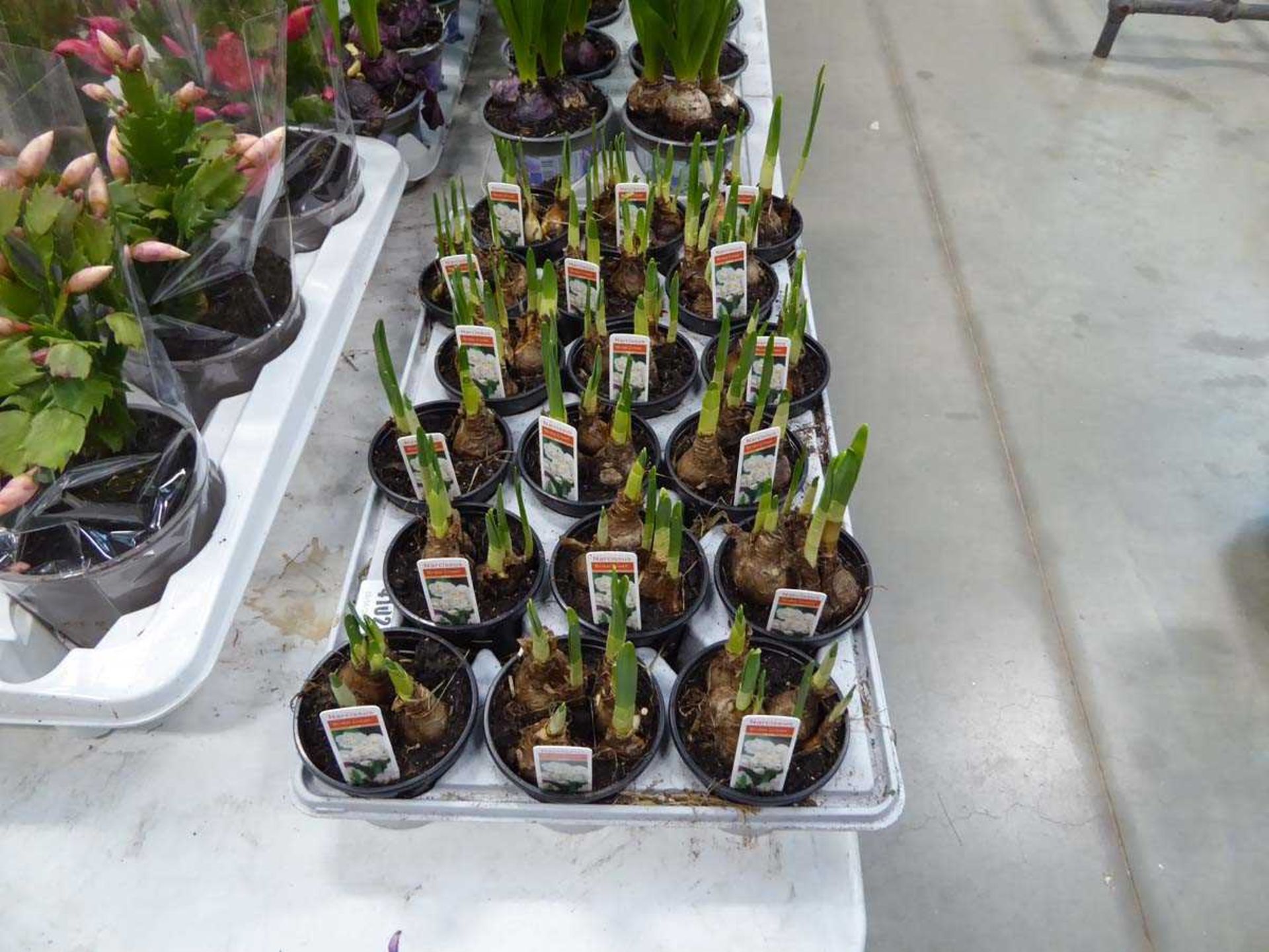 Tray of narcissus bulbs