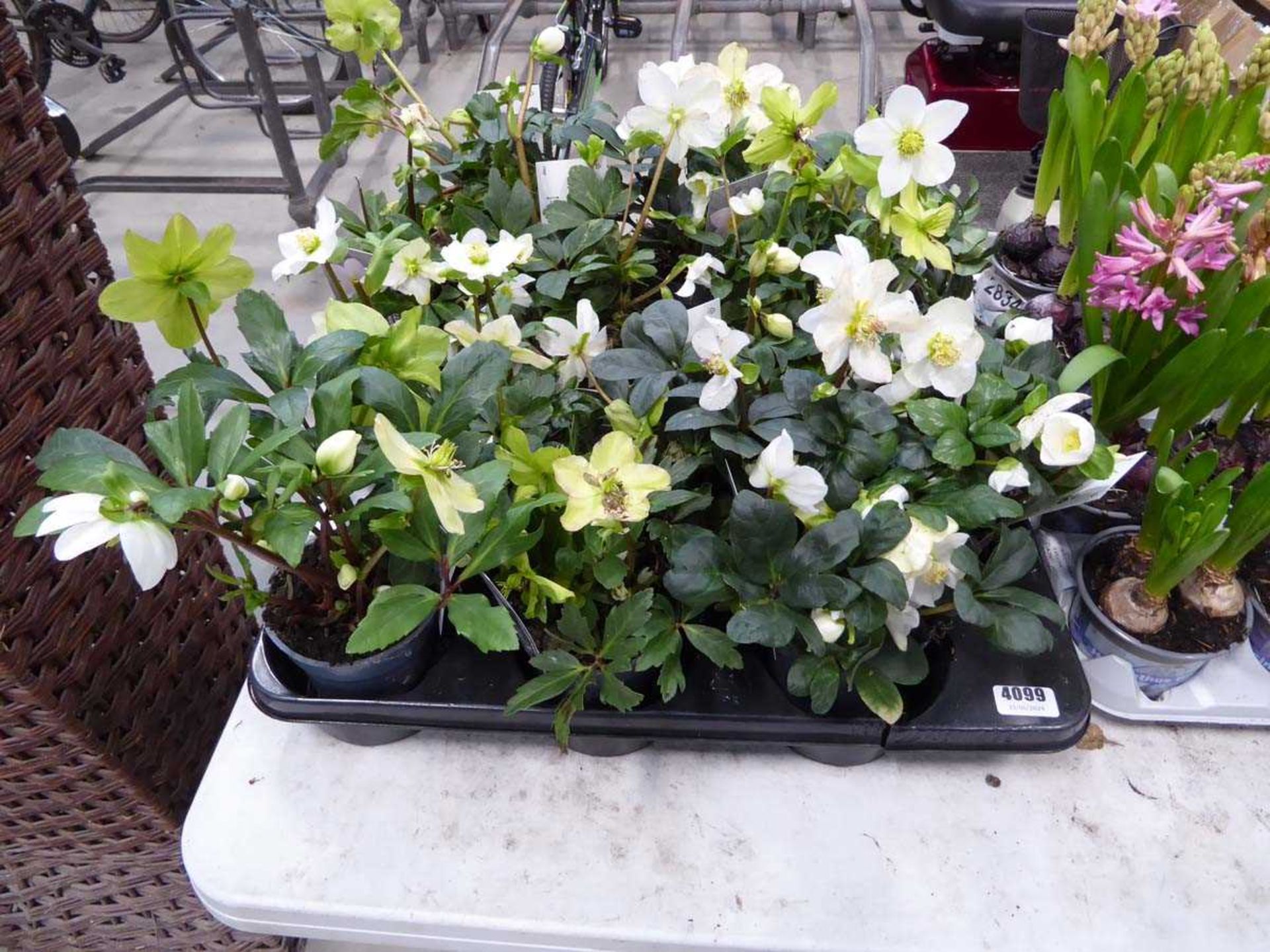 Tray of hellebore plants