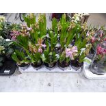 Tray of hyacinth bulbs