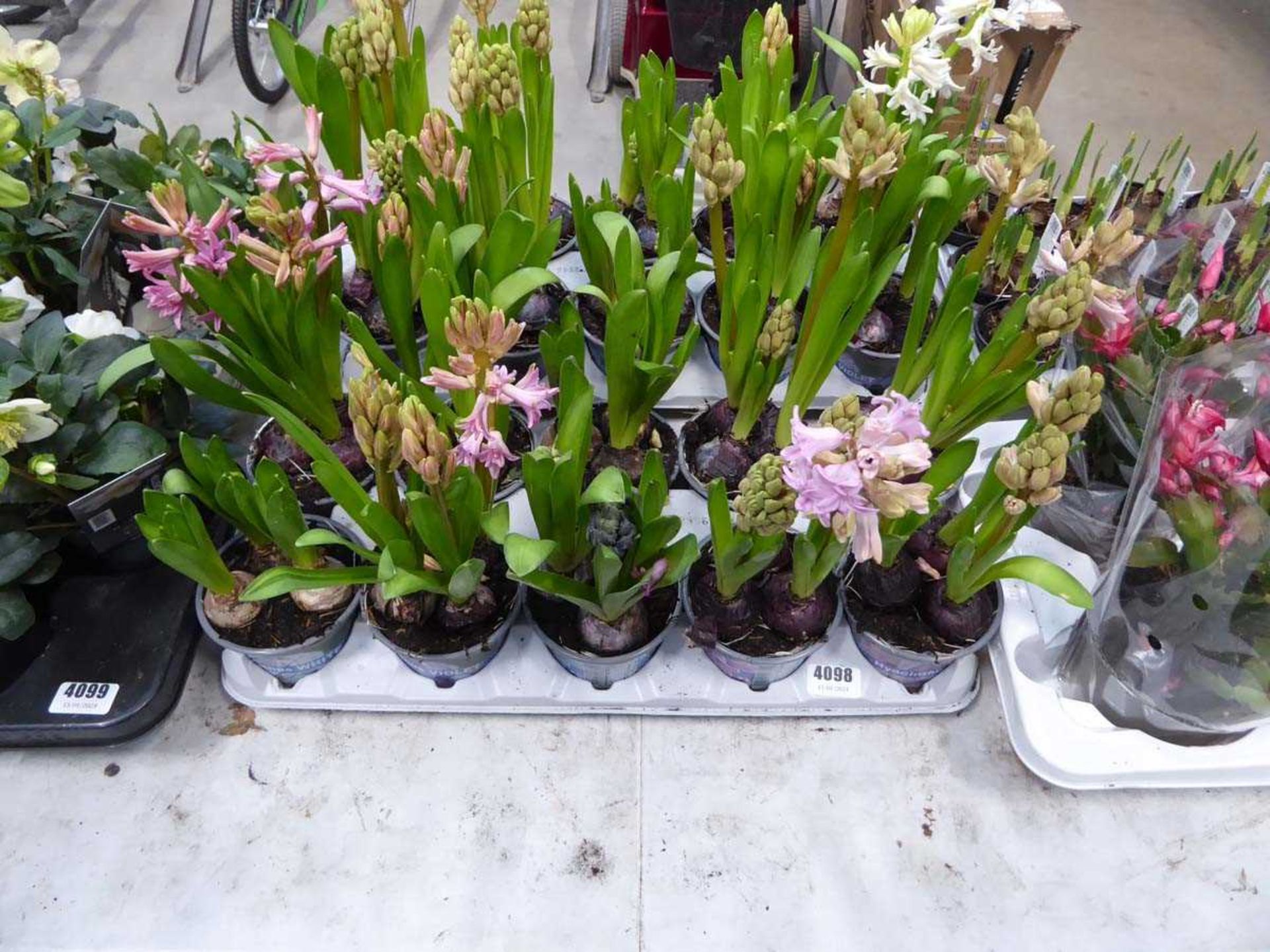 Tray of hyacinth bulbs