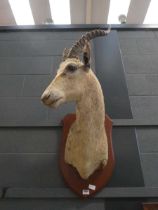 Taxidermist's Blesbok head mount