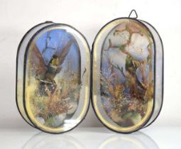 James Gardner, Naturalist to the Royal Family: a pair of Victorian verre eglomise cases containing