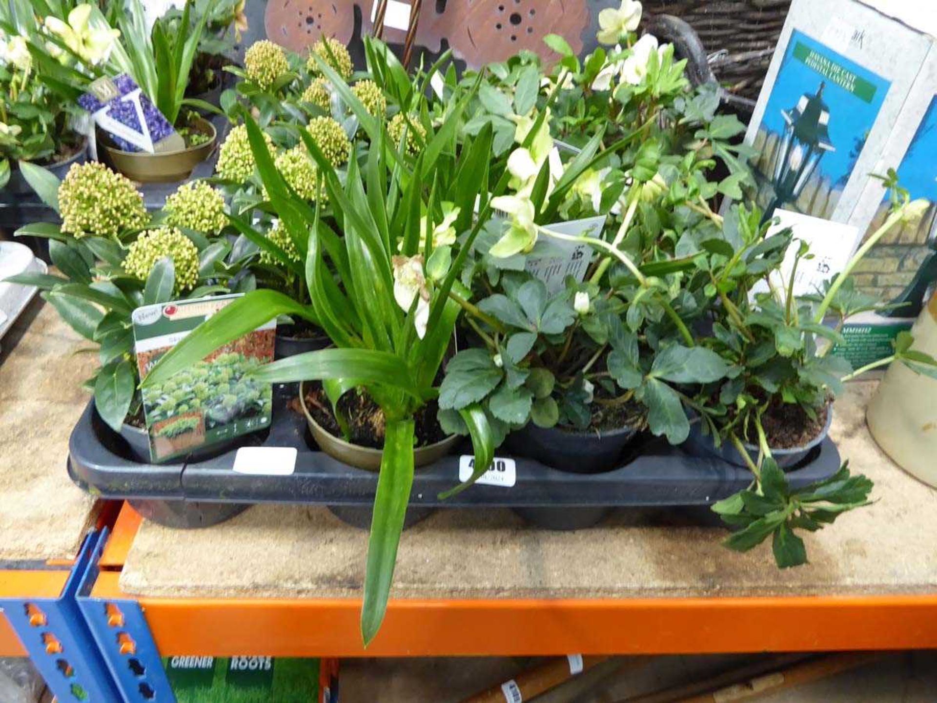 Winter hardy cyclamen and hellebore plants