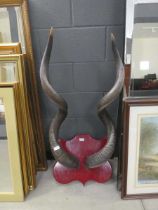 Mounted Kudu horns