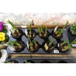 Tray containing 8 potted narcissus 'Jet Fire' bulbs