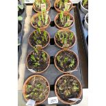 Tray containing 10 pots of narcissi tete-a-tete bulbs