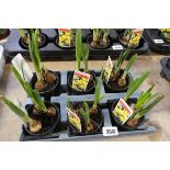 Tray containing 6 potted narcissus 'Jet Fire' bulbs