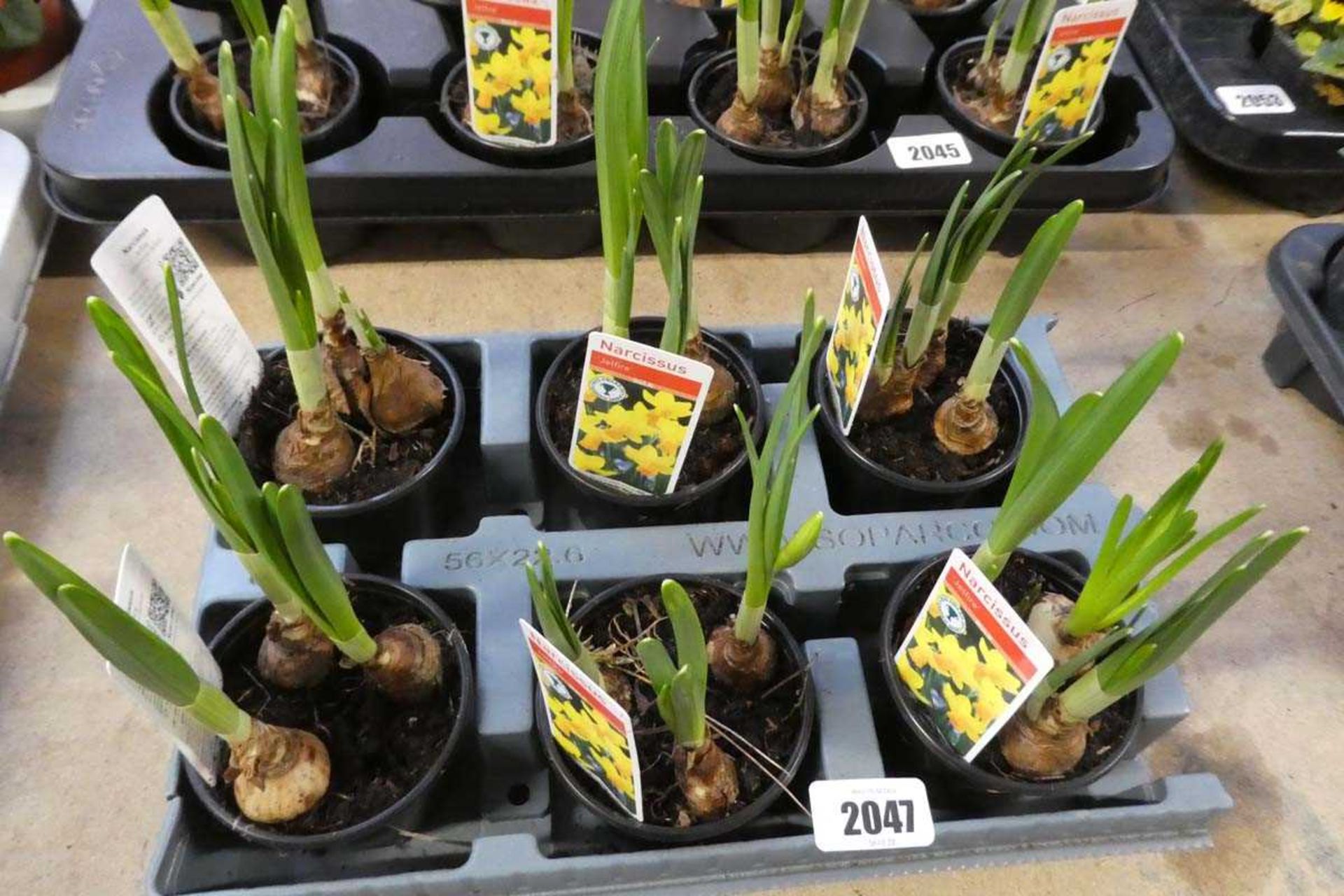 Tray containing 6 potted narcissus 'Jet Fire' bulbs