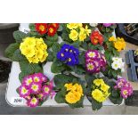 Tray containing 8 potted polyanthus