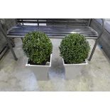 Pair of potted buxus ball shrubs