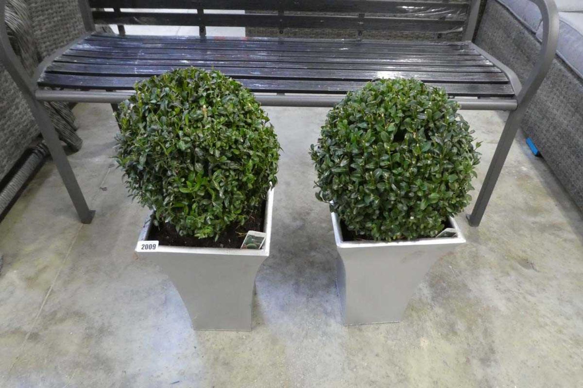 Pair of potted buxus ball shrubs