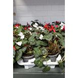 Tray containing 10 pots of cyclamen