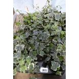 Tray containing potted ivy