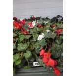 Tray containing 10 pots of cyclamen