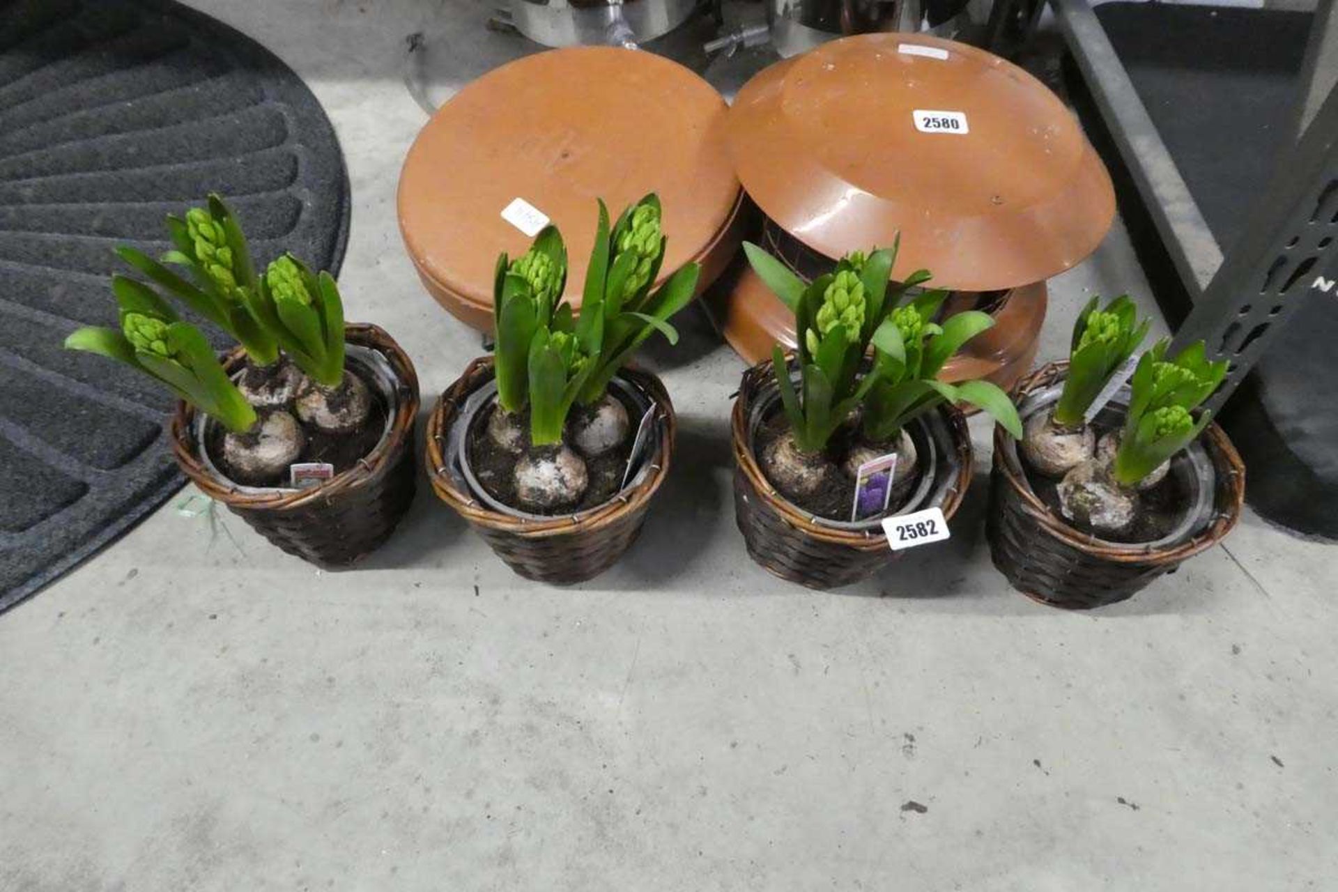 4 pots of mixed hyacinths