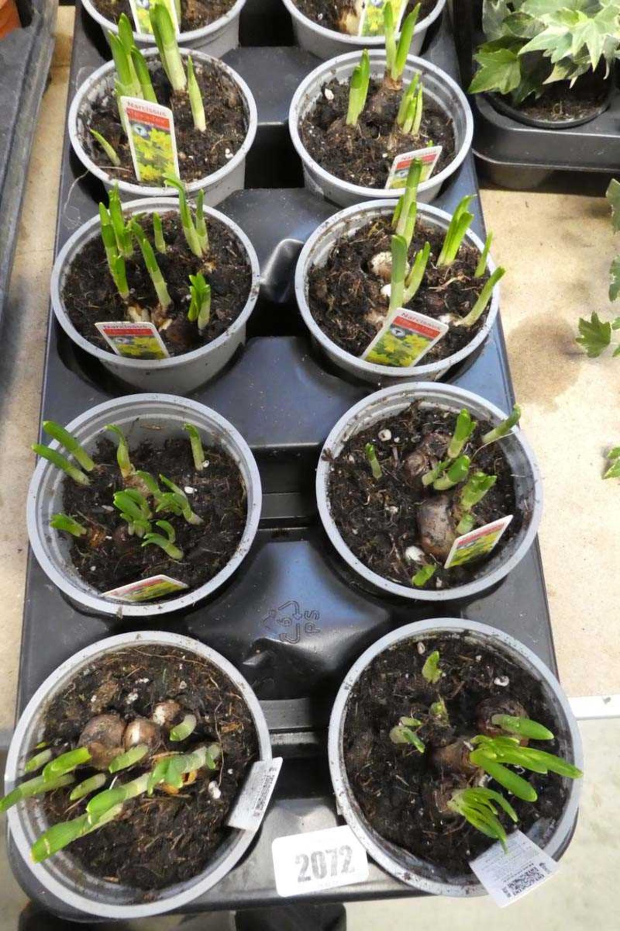 Tray containing 10 pots of narcissi tete-a-tete bulbs