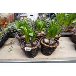 5 pots of mixed hyacinths