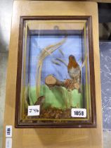 Taxidermy; a robin and a wren(?) encased in a glass display