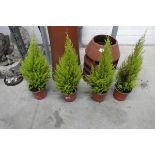 4 potted goldcrest dwarf conifers