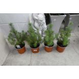 4 potted silvercrest pinus