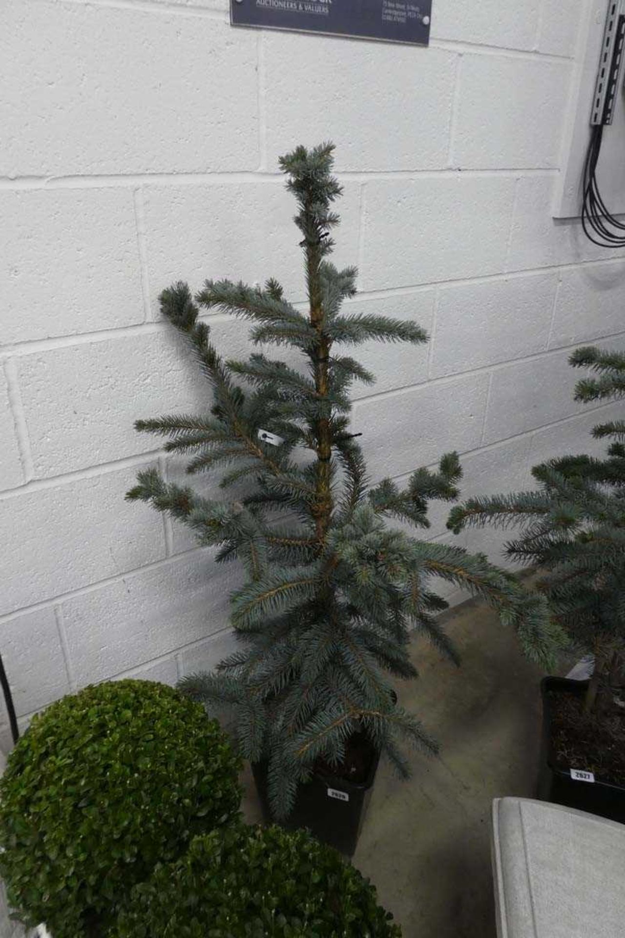 Baby blue eyes picea