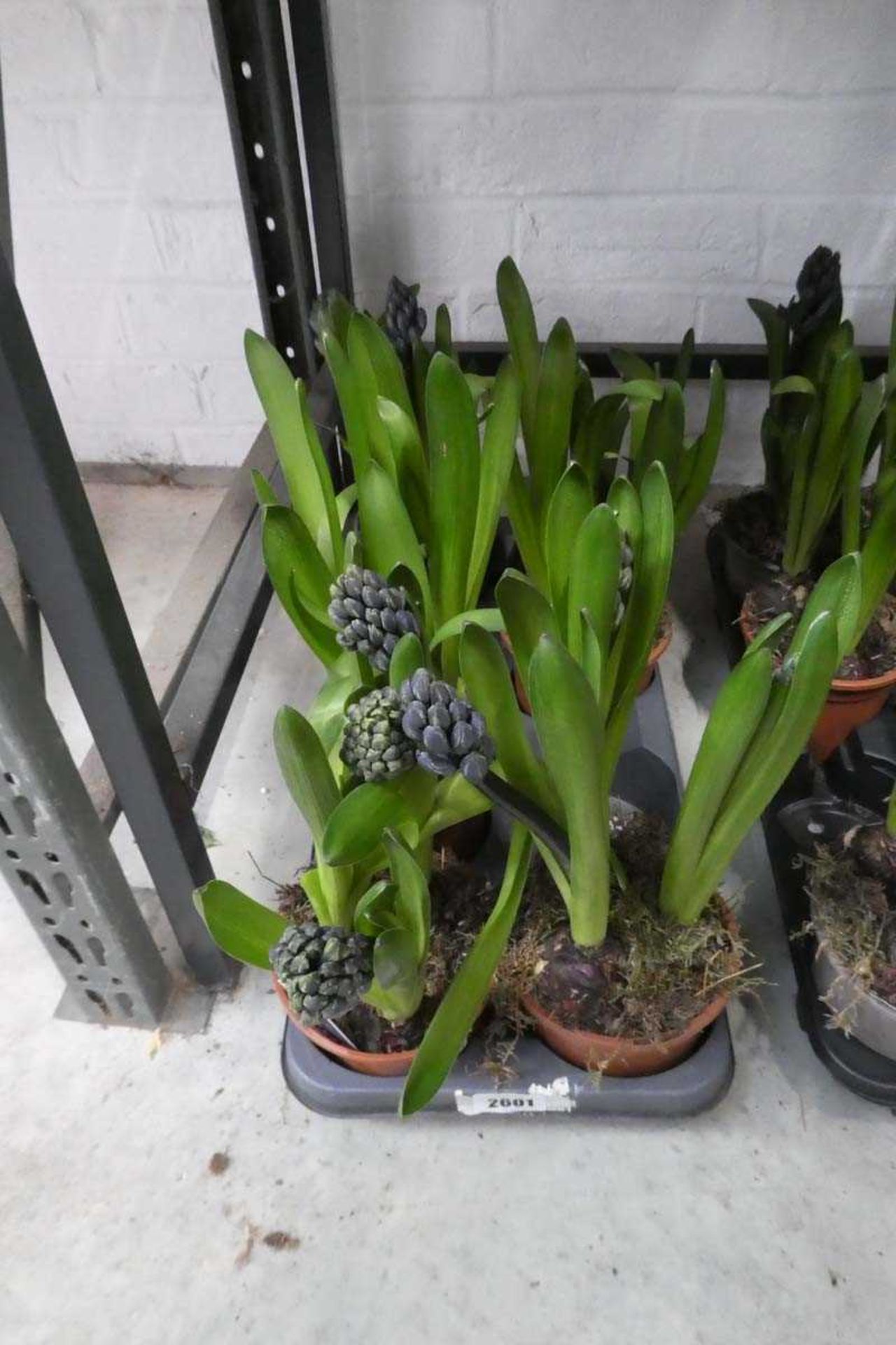 Tray containing 6 pots of mixed hyacinths