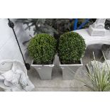 Pair of buxus ball shrubs