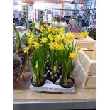 Tray containing 10 pots of tete-a-tete narcissi