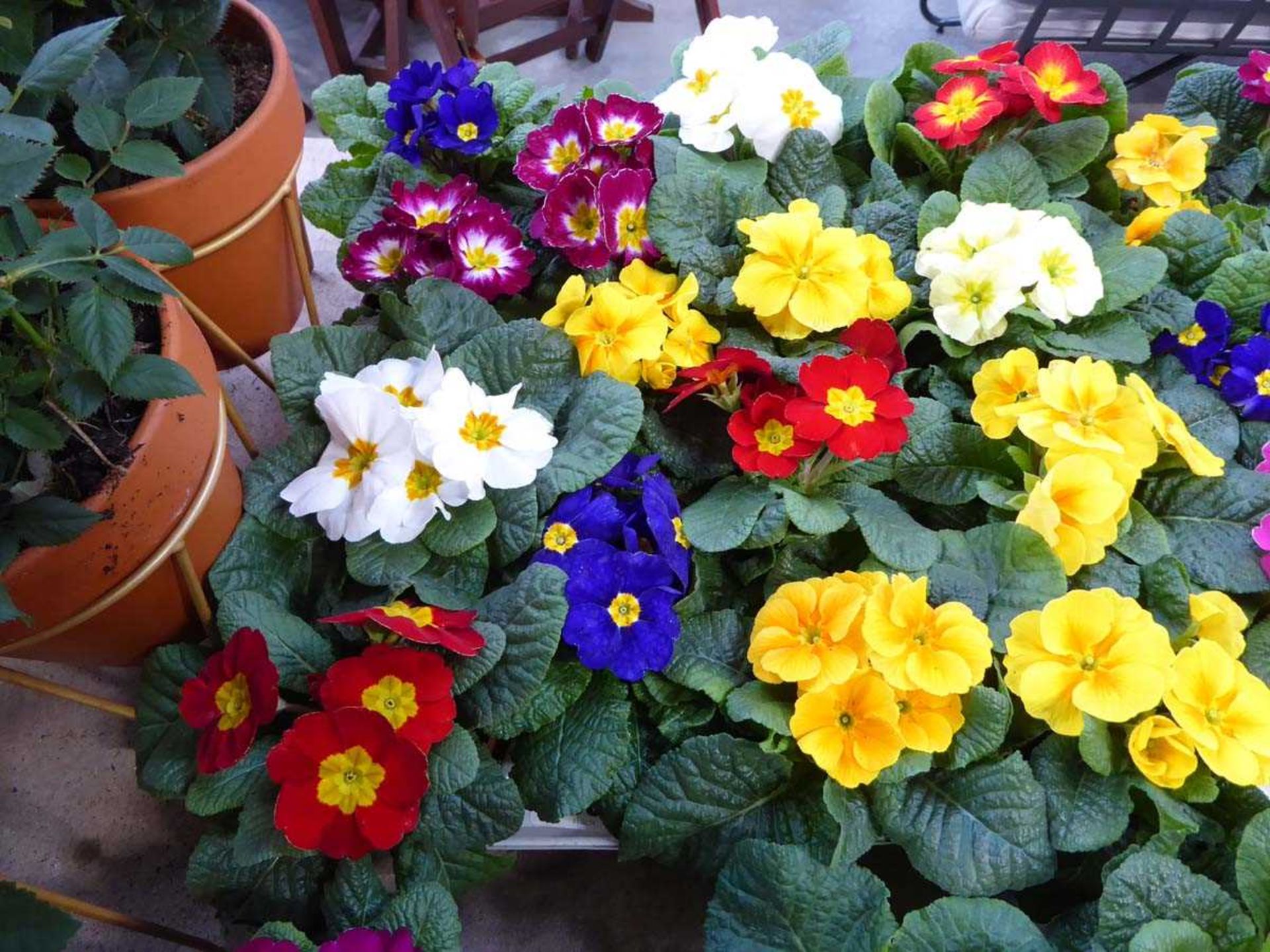 Tray containing primroses