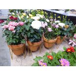 4 rose bushes in terracotta pots on metal stands