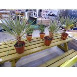 3 potted cordylines