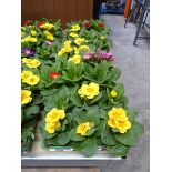 5 trays of primroses