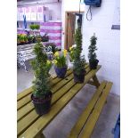 3 potted taxus baccata