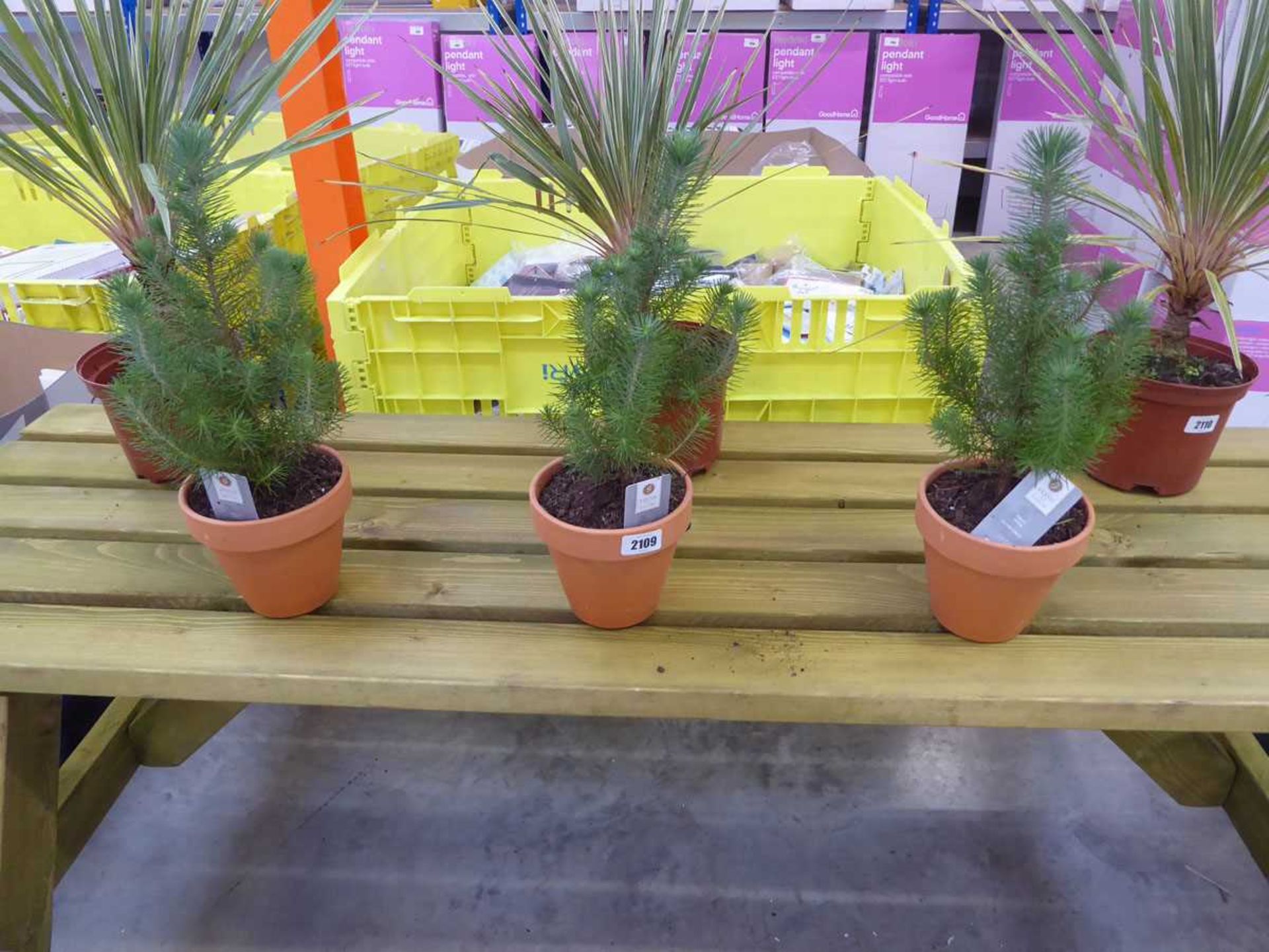 3 potted silvercrest pinus in terracotta pots