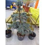 Potted Baby Blue Eyes picea