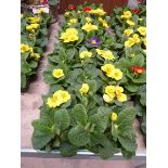 5 trays of primroses