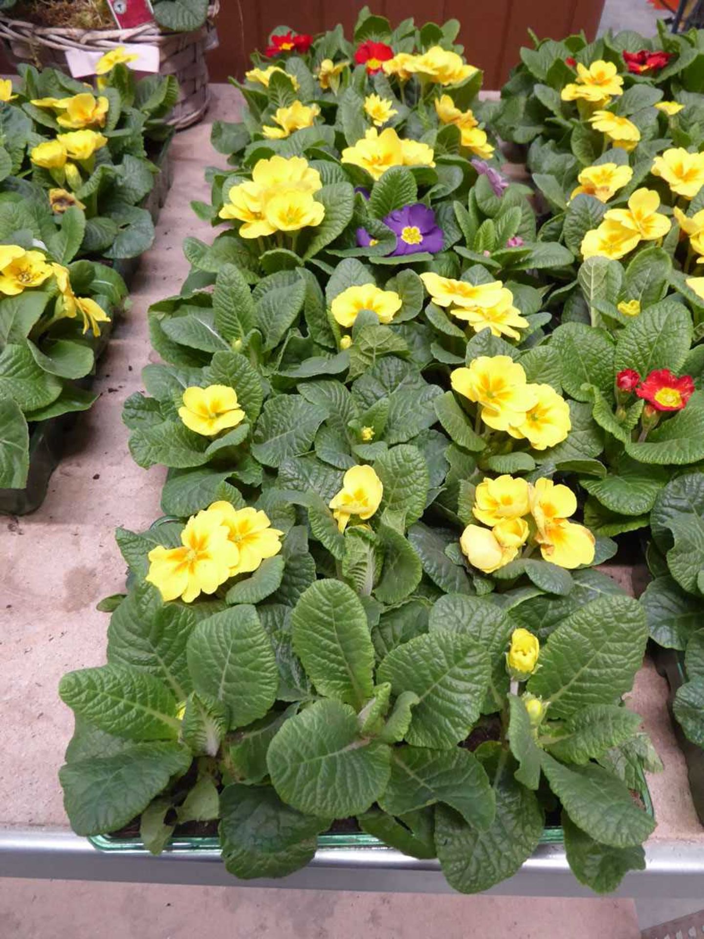 5 trays of primroses