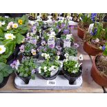 Tray containing 15 pots of mixed coloured trailing violas