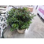 Large potted viburnum