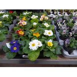 Tray containing 15 pots of polyanthus