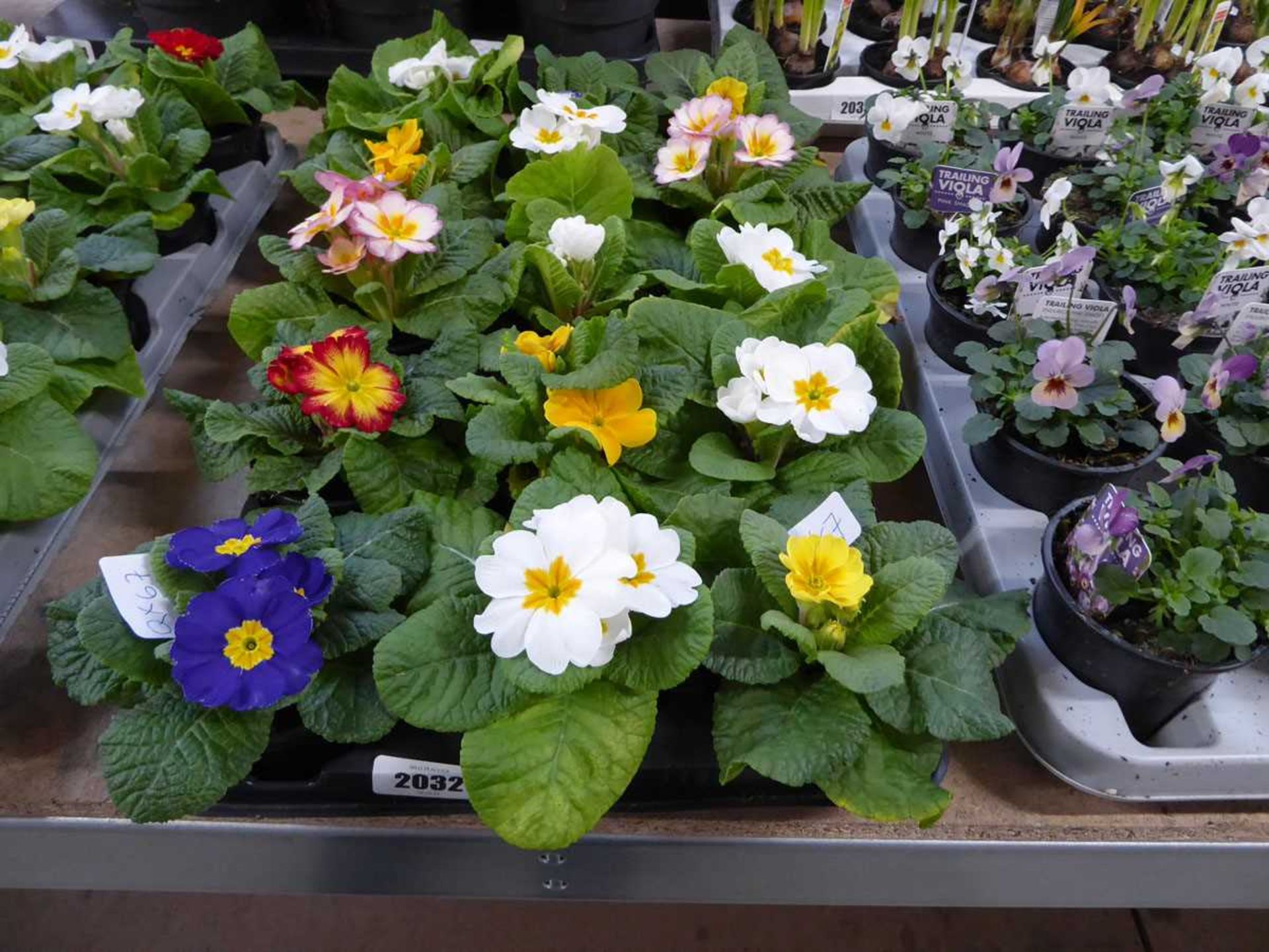 Tray containing 15 pots of polyanthus