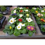 Tray containing 15 pots of polyanthus