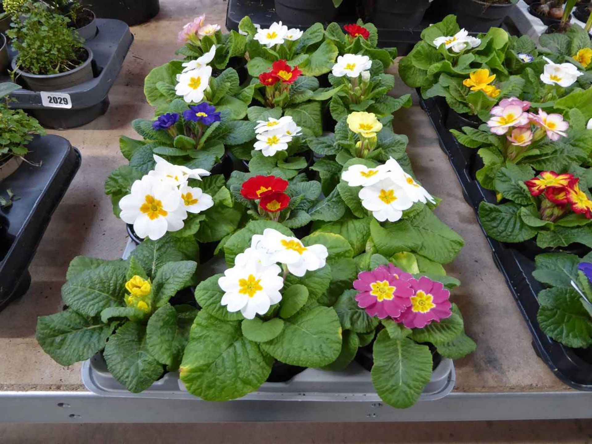 Tray containing 15 pots of polyanthus