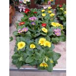 5 trays of primroses